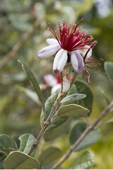 Canvas Print - Fleurs d'Acca sellowiana	