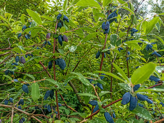 Canvas Print - early blue honeysuckle berries on the Bush