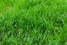 Texture Of Young Wheat Field Or Green Grass Background