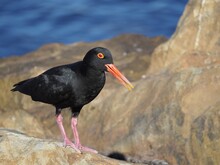 A Black Bird With An Orange Beak And Orange Eyes Standing On Large Rocks On A Beach.
