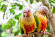 Two Conure Parrots Close Up In Forest