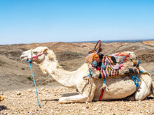 Camel With Colorful Reins And Saddle Sits Waiting For The Next Rider In Agafay Desert With Blue Sky In The Background.