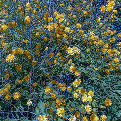 Sticker - kerria japonica flowers in full bloom