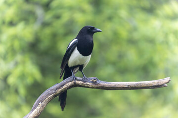 European Magpie Pica pica sitting on a dead branch