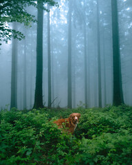 Wall Mural - dog in foggy forest. Nova Scotia Duck Tolling Retriever in nature among the trees. Walk with a pet