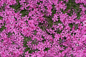 Sticker - Phlox awl-shaped, a perennial herbaceous plant, a species of the genus Phlox, the family Cyanaceae (Polemoniaceae). beautiful multicolored natural background of pink flowers