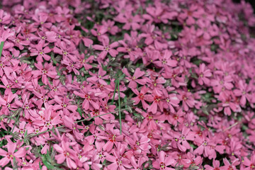 Sticker - Phlox awl-shaped, a perennial herbaceous plant, a species of the genus Phlox, the family Cyanaceae (Polemoniaceae). beautiful multicolored natural background of pink flowers