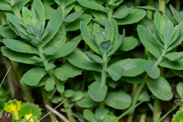 Sticker - Ochitok ordinary, also hare cabbage, ochitok squeaker (Sedum telephium) is a perennial herbaceous succulent plant. natural natural background of succulents