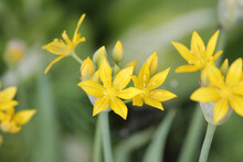 Yellow Flowers Of Yellow Garlic (Allium Moly) Close-up In Garden