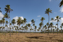 Plantação De Coqueiros Visto Em Um Dia Ensolarado Com Céu Azul