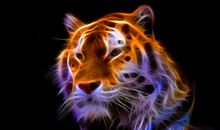 Tiger's Gaze. Color Picture Of A Tiger
