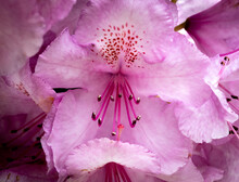 Front On View Of Pink Rhododendron Flowers