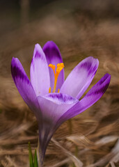 Wall Mural - Wild purple and yellow iris ( Crocus heuffelianus ) flower growing in shade, dry grass and leaves around