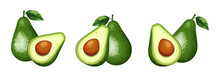 Set Of Avocado Fruit Isolated On A White Background. Vector Illustration