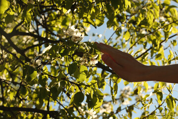 Young man hand touching flowering pear branches. Photo was taken 23 May 2022 year, MSK time in Russia.