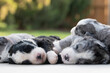 sleeping puppies on the porch 