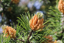 Blossom Of Pinus Mugo. Male Pollen Producing Strobili. New Shoots In Spring Of Dwarf Mountain Pine. Conifer Cone. Yellow Cluster Pollen-bearing Male Cones Or Microstrobile Of Creeping Pine. Soft Focus