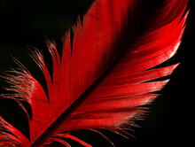 Red Black Feather Isolated Macro