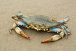 Blue Crab on a Louisiana Beach
