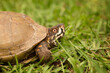 Box Turtle on Grass Closeup