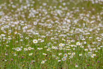 Wall Mural - Selective focus of blooming white daisy and yellow buttercups flowers in between grass field in spring season, Wild small flowers Leucanthemum maximum growing in green meadow, Nature floral background