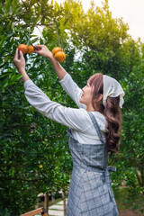 Young woman ardener is dress for harvest gardening organic orange tree and uses scissors and stairs to cut the oranges on the trees in the garden. Farmer concept working in the garden happily