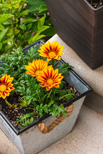 Yellow Gazania Flower In Pot. Spring Landscaping Planting. African Daisy Flower. Selective Focus.