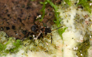 Sticker - Dirt-colored Seed Bug, Scolopostethus thomsoni on fungi