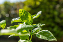 Close-up View Of Basil Leaves With Blurred Background And Bokeh Lights