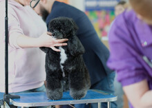 A Charming Black Poodle Stands Quietly On A Table Surrounded By People. Demonstration Of A Good Psyche In A Dog