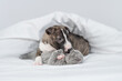 Playful Miniature Bull Terrier puppy embraces sleepy kitten under warm white blanket on a bed at home