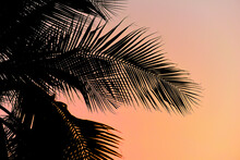Silhouette Of Palm Tree With Sunset Sky