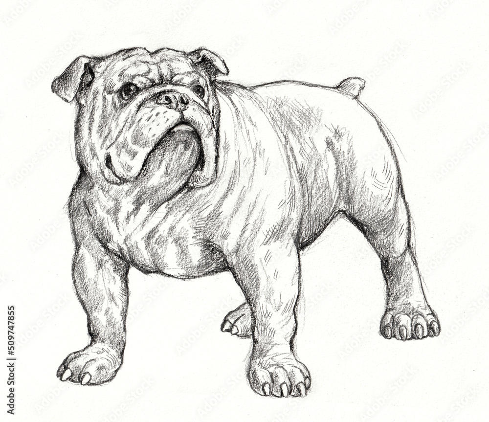 English bulldog drawing. Isolated hand made illustration with dog. Stock  Illustration | Adobe Stock, image size:1000x863
