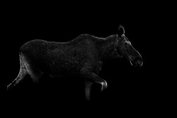 Wall Mural - moose contour isolated on black background