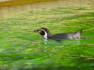 Canvas Print - penguin swims in the water