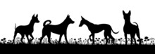 Dogs Playing On Grass Silhouette On White Background, Isolated, Vector