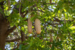 Selective focus on two seed pods hanging in what is called a sausage tree.  Scientific name is Kigelia africana