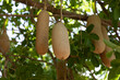 Selective focus on seed pods of the Sausage tree hanging in between the leaves of the tree. The tree is also know as Kigelia africana and in Afrkaans as the Worsboom