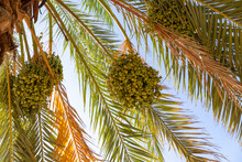 Ripening Date Fruits Hanging In Clusters On The Date Palm. 