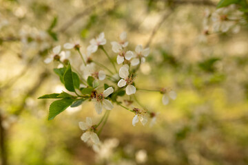 Wall Mural - spring cherry blossoms. background texture with selective focus. wallpaper with nature