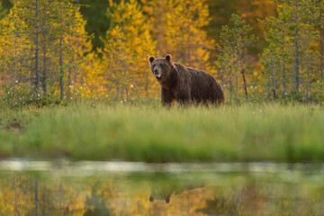Wall Mural - european brown bear in the forest landscape with water reflection