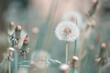 Fluffy dandelions on a beautiful sunny background. Gentle summer art image. Selective focus.