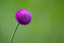 Beautiful Lilac Flower Of Thistle Blossoming In Steppe