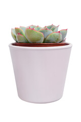 Wall Mural - Echeveria plant isolated