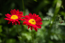Two Red Flowers With A Yellow Core An Ant Bug