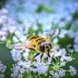 Biene auf Blüte trinkt Nektar