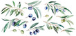 Watercolor olive branches with blue and green fruits and green leaves illustration