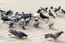 A Close-up Shot Of Many Randomly Positioned Pigeons Eating From The Floor On The Street