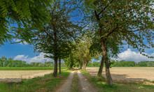 Country Road With Cherry Trees Between Fields Of Young Corn And On Blue Sky With White Clouds, Countryside Near Racconigi, Padain Plain, Piedmont, Italy. Ideal For Banner And Poster