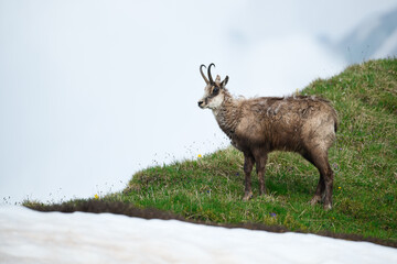 Wall Mural - Chamois buck in the spring snow